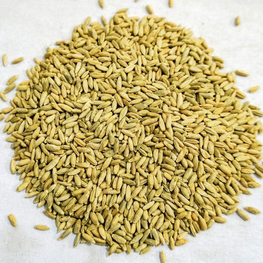 Thunder Acres Organic Winter Rye Seeds, Non-GMO (3 lb) (EXP 06/08/28)