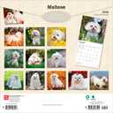 Maltese | 2026 12 x 24 Inch (Hanging) Monthly Square Wall Calendar | Plastic-Free | BrownTrout | Animals Small Dog Breeds
