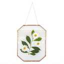 NCYP 8" x 10" Double Glass Floating Frame for Pressed Plants, Dried Flowers, Photo - Copper Octagon Wall Hanging Plant Specimen Clip, Indoor Wall Decor, Rose Gold (Glass Frame Only)