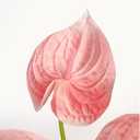 Real Touch Anthurium Artificial Flowers, 8pcs Shabby Blush Faux Tropical Flowers with Stems for Modern Wedding Bouquets, Elegant Centerpieces & Chic Party Decoration