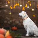 Elegant little tail Dog Collar, Fall Plaid Pet Collar Girl Boy Pet Collars Holiday Puppy Cotton with Metal Buckle Adjustable Dog Collars for X-Small Puppy