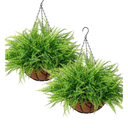KHOYIME Artificial Hanging Plants with Basket 2PCS Fake Boston Fern Baskets, Outdoor Faux Greenery Stems Hanging Decor UV Resistant Indoor Outside Decorations for Home Garden Porch Balcony Patio Yard