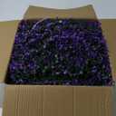 10x10Inch 12Pcs Grass Wall Panels, UV-Anti Boxwood Greenery Hedge, Odorless Artificial Fake Grass Backdrop Indoor Outdoor Privacy, Birthday Wedding Decor, 8.3 SQ FT, Little Money Plant - Purple