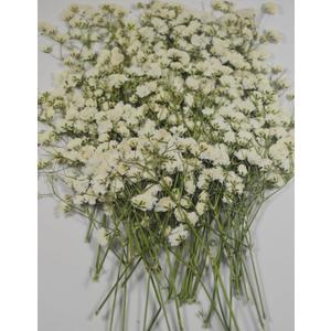 50 pcs Real Pressed Dried Flowers Mini White Gypsophila Baby's Breath for Wedding Invitation Resin DIY Art Floral Decors