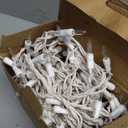 Lomotech Christmas Icicle Lights, 35Ft 54 Drops 300 Count Incandescent Connectable Waterproof Lights for Holiday Decorations (White Wire, Warm)