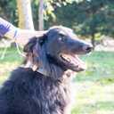 Pettsie Adjustable Dog Bow Tie Collar with Matching Owner Friendship Bracelet  Stylish & Durable Pet Accessory, Soft Hemp & Cotton, Secure D-Ring, Gift-Ready Set, Small, Blue