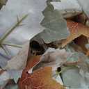 DearHouse 2 Pack Fall Maple Leaf Vine, 5.9Ft/Piece Hanging Garland White Autumn Foliage Thanksgiving Decor for Home Wedding Fireplace Party Christmas (White&Orange)