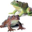 Realistic Tree Frog Figure Plastic Hand Painted Bullfrog Figurine Educational Rubber Animal Model Toys for Kids Children (Green and Brown)