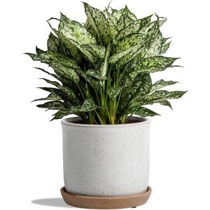 8 Inch Plant Pot: Ceramic Planter with Drainage Hole & Saucer for Indoor Outdoor Plants - Flowerpot with Bonded Tray for Home Office - Retro Style, Grey