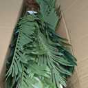 7ft Tall Artificial Phoenix Palm Tree for Outdoor Indoor Decor, Large Faux Coconut Silk Palm Tree Tropical Fake Tree Perfect for Outside Patio Poolside Home Office Decor (Set of 2)