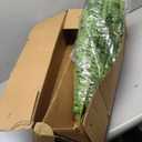 Large Artificial Boston Fern 68" Fake Ferns Silk Artificial Plants for Outdoor Planter Patio Home Office Garden Porch Faux Greenery Decor