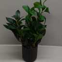 16 inch Artificial Plants Indoor Realistic Touching Evergreen Leaf Fake Plant with Creamic Black Pot for Home Office Living Room Bathroom Office Table Bookshelf Decor