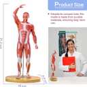 HADWYN 20" Human Muscle Model Miniature Muscular System Model, Human Muscular Figure Human Body Anatomy Model for Medical Physiology Teaching