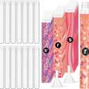 Copkim 38 Pcs Tampon Tube Set Included Plastic Travel Tube Containers for Women Tampon Reusable Wrappers(Rainbow Style)
