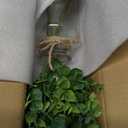 Zheart Fake Eucalyptus Stems in Glass Vase with Faux Water,14" Artificial Plants Eucalyptus Leaves for Shelf Desk Bathroom Farmhouse Room Coffee Table Home Decor (Sage Green)