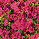 20 Bundles Artificial Flowers for Outdoors  UV Resistant Artificial Plants Outdoor, Faux Silk Eucalyptus and Colorful Daisy Greenery for Porch/Garden, Realistic Home Decor (Rose Red)