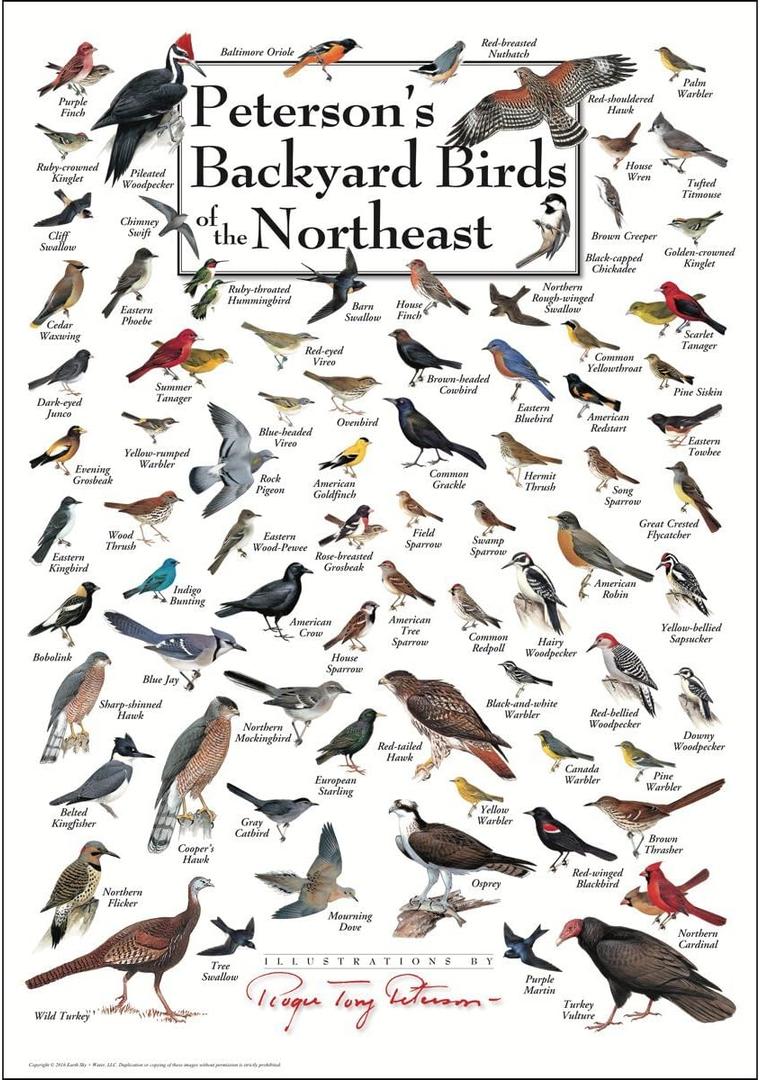 Earth Sky + Water - Peterson's Backyard Birds of the Northeast - Poster