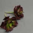 Duovlo Artificial Succulent Plant 7.08 Inch Faux Succulents Agave potatorum Flower Arrangement Craft Wall DIY Materials Pack of 2 (Dark Purple)