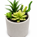 6" Succulent Greenery