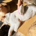 2 x 3-in-1 Soft Steam Grooming Brush for Dogs & Cats: Hair Remover, Cleaning & Massaging, Water Brush for Shedding, Suitable for Indoor Haired Cats, Dogs & Rabbits (Purple)