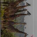 Wonderful Africa Giraffes Tarangire National Park,Tanzania Landscape Photo Canvas Poster Print,Wild Animals Wall Decor Canvas Poster Bedroom Office Room Decor Gift 08x12inch(20x30cm)