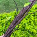 Bendable Artificial Tree Twigs Cane Vine Branches Largre 6.3Ft Fake Plants Trunk Animal Climbing Garland with Leaves for Home Garden Wall Hanging Decoration, 74 inches