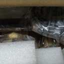 3-Light Bathroom Vanity Light, Black and Gold, Bulbs Included, 3 Light-Clear