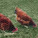 YARDGARD 2 Inch Poultry Netting, Chicken Wire Fence, 20 Gauge Galvanized Steel, Rabbit Fencing, Bird Enclosures, Garden Protection and Plant Support, 48 Inches x 150 Feet