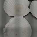 Large Natural Sea Shells 4''-5'' White Scallop Shells 8PCS for DIY Craft Making, Baking, Hand Painting, Ocean Themed Party and Home Decor