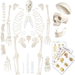Evotech Disarticulated Human Skeleton Model For Anatomy 67 inch High, Full Size Skeleton Models with Skull, Spine, Bones, Articulated Hand & Foot, for Anatomy Medical Learning