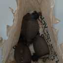 Haakaa Happii Bear Silicone Goody Pouch,Reusable Baby Food Pouches for Homemade Organic Purees, Juices, Smoothies, and Yogurt - Perfect for Toddlers and Kids - 4 Pack, 6oz