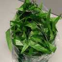 Bird Fiy 50 PCS 376 Feet Artificial Flower Greenery Wicker Rattan Vine Fake Foliage Leaf Flowers Plants Garland Garden Decoration