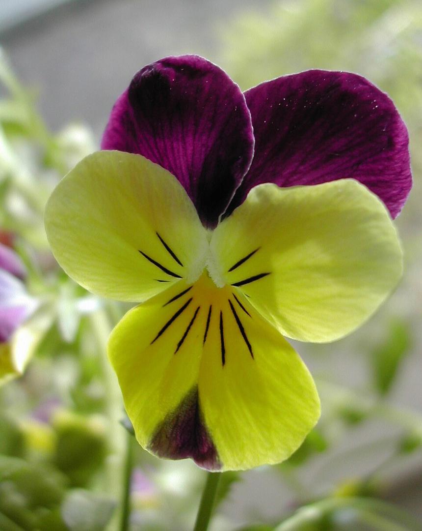 Viola, Clear Crystal Black