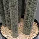 Nafresh Tall UV Resistant Faux Cactus Plant60in Realistic Texture Tall Fake Plant, Artificial Cactus Large with Black Pot Indoor Outdoor for Home Office Living Room Bedroom Foyer Porch Decor.