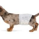 Amazon Basics Absorbent, Leakproof Male Dog Wrap Disposable Diapers with Wetness Indicator, Breathable, Small, White