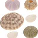 DOITOOL 6 Pack Natural Sea Urchins Shells Decor, Sea Urchin Shells for Craft and Home Decor, , Sea Theme Party, Assorted Colors