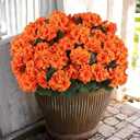 Hananona 12 Pcs Artificial Geranium Flowers for Outdoors Geranium Silk Orange Flower Outdoor UV Resistant Patio Plants Faux Autumn Flowers for Fall Home Kitchen Table Centerpieces (12, Orange)