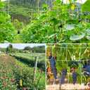 2 Pack 5x30 Ft Plant Trellis Netting, YHmall Heavy Duty Garden Trellis Netting with 50pcs Garden Ties, Square Mesh Outdoor Grow Net for Vining Climbing Plants, Tomatoes Peas Cucumber and Flower