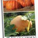 2 x Atlantic Giant Pumpkin Seeds for Planting, 15+ Heirloom Seeds Per Packet, (Isla's Garden Seeds), Non GMO Seeds, Botanical Name: Cucurbita Maxima, Great Home Garden Gift