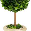 Natural Preserved Boxwood Topiary in Pot 9 inch Stunning Greenery and Plant Decor Great for Home Office bar Shop decoartion Christmas Topiary Decor GIFS for Family, New House(9 inch Tall/4 inch Wide)
