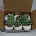 Der Rose Set of 6 Succulents Plants Artificial in Pots Small Fake Plants for Bedroom Aesthetic Living Room Shelf Bathroom Decor Office Desk Accessories (Green)