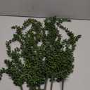 6 Pcs Artificial Succulents Hanging Plants, Fake String of Pearls Greenery Plants, Decoration for Wall, Home, Backdrop, Garden, Indoor and Outdoor