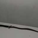 33 Inches Handcrafted Metal Bloodhound's Fang Bloodborne Fantasy Elden Cosplay Rings Dark Merchandise Soul Game Weapons Video Merch