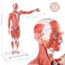 EVOTECH SCIENTIFIC Human Muscle and Organ Model, 27 Part 1/2 Life Size Human Muscular Figure Body Anatomy with Removable Organ Model for Medical Physiology Study Teaching Includes Poster