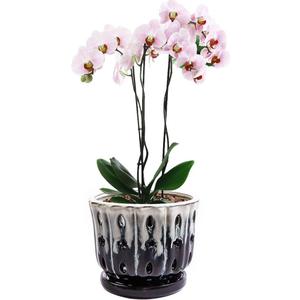 Orchid Pots with Holes Attached Saucers 6 Inches - 1 Pcs Small Ceramic Pots for Repotting, Decorative Ceramic Orchid Planter with Hole for Healthy Root Growth White Over Black