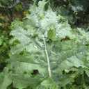2 x White Russian Kale (Brassica oleracea) Vegetable Seeds, Cold-Hardy Champion, Tender Leaves, Edible Stems, Sweet Flavor, Seeds by MySeeds.Co, You Choose The Amount (1 oz)