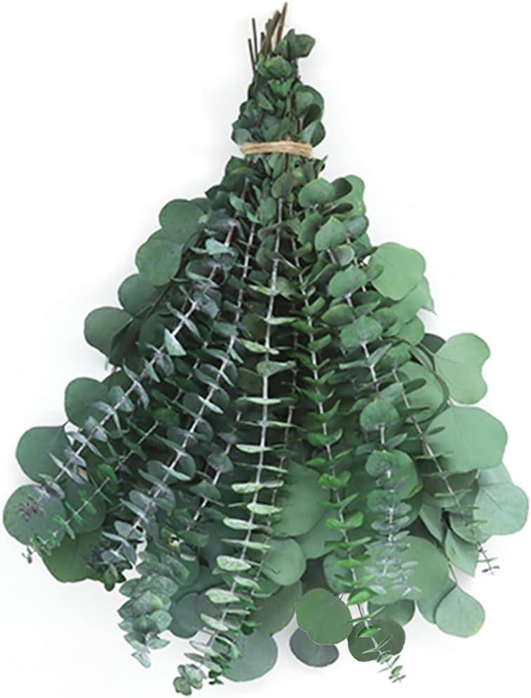34 Stems Shower Eucalyptus Hanging, 17'' Preserved Dried Eucalyptus Branches for Shower Plant, Bathroom SPA and Home Dcor