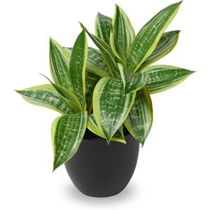 DILATATA Fake Snake Plant 11 Inch Small Potted Good Luck Plant Artificial Snake Plants Faux Mother in Law Tongue Sansevieria Plant - 20 Leaves Fake Laurentii for Indoor Outdoor Home Office Decor