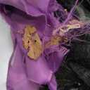 Prsildan 6.6FT Hanging Witch Halloween Decorations Outdoor, Animated Talking Witches with Color-Changing LED Eyes & Scary Sounds, Touch & Sound Sensor Halloween Decor for Yard Porch Haunted House