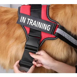 In Training, Xs